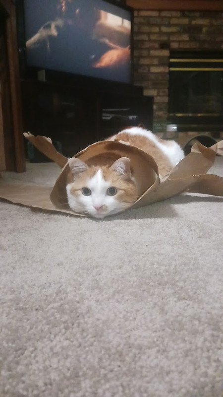 half-burrito
