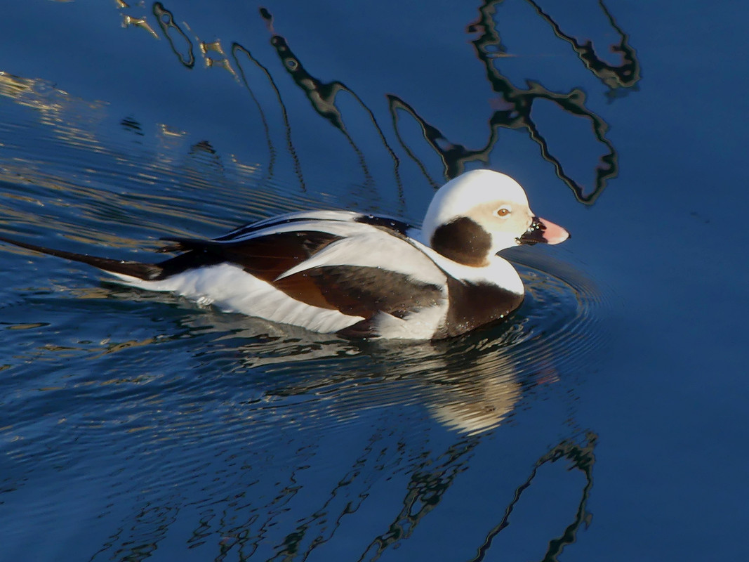 LT DUCK 17