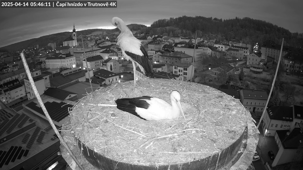 Tiešraidē no stārķa ligzdas uz alus darītavas skursteņa Trutnovā 8-56-0 screenshot (1)