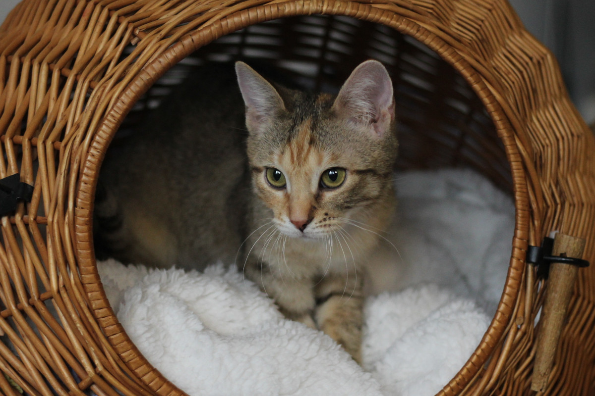 IMG_2402 — копия