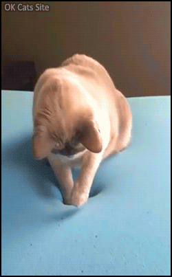 Funny-cat-GIF-Cat-walking-on-bed-confused-by-memory-foam-mattress-ok-cats-site-com.gif
