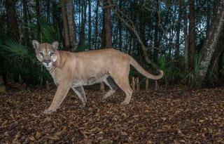 [Image: Florida-Panther-CW.jpg]