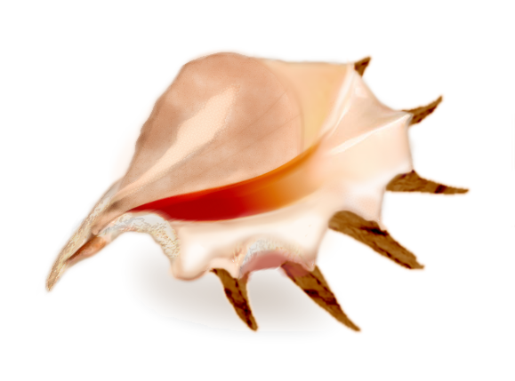 Final-Shell.png