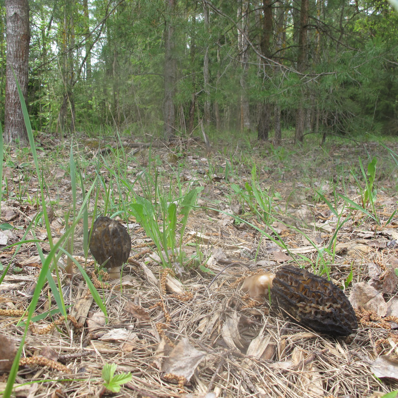 IMG_1237 чк 5 мая