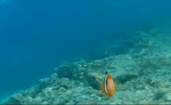 fish