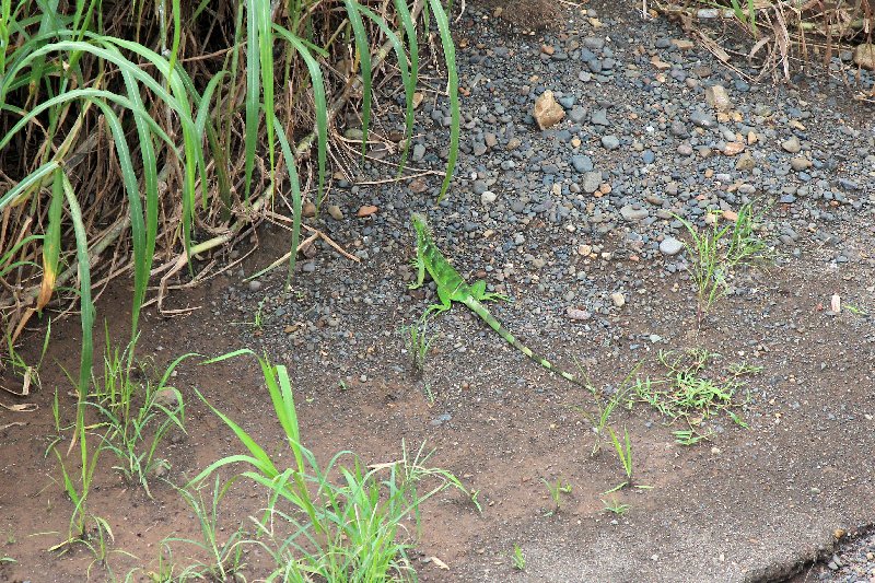 DIA 12: TRASLADO A DOMINICAL Y COCODRILOS EN TÁRCOLES - DE TORTUGAS Y PEREZOSOS. COSTA RICA 2019 (12)