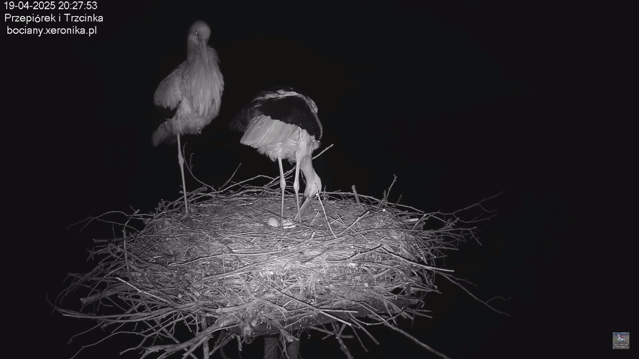 19042025bociany_4