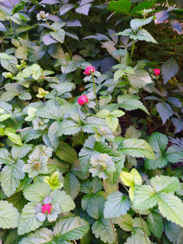 IMG-20220713-192812.jpg