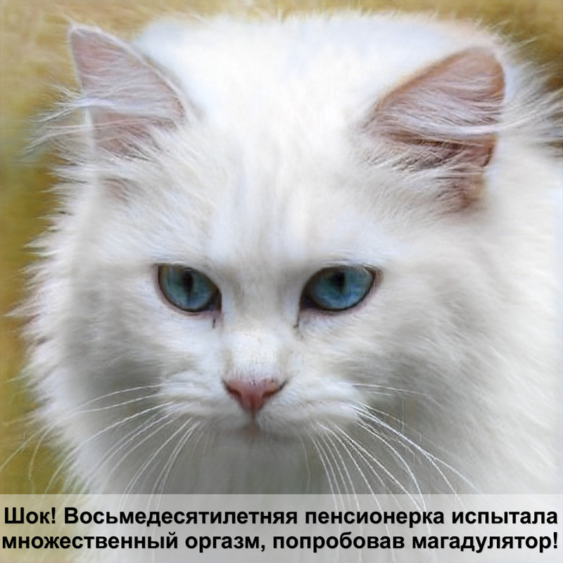 кошка черепахового окраса порода