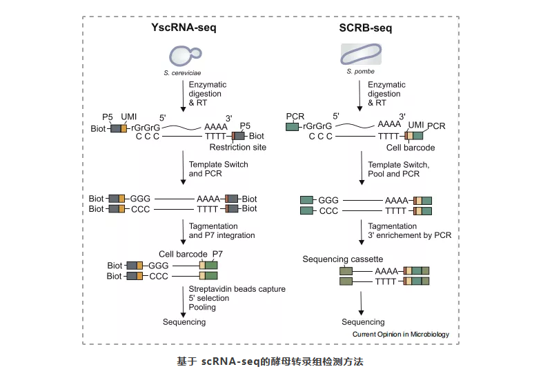 对微生物群落进行scRNA-seq的新技术-4.png