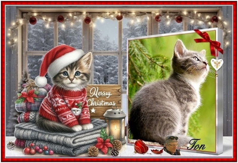 MOOIE-KATER-2