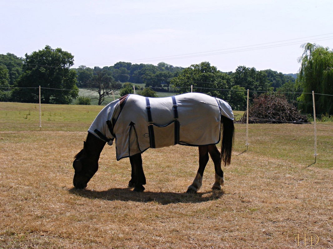 Horse-Epp-grn-HD.jpg