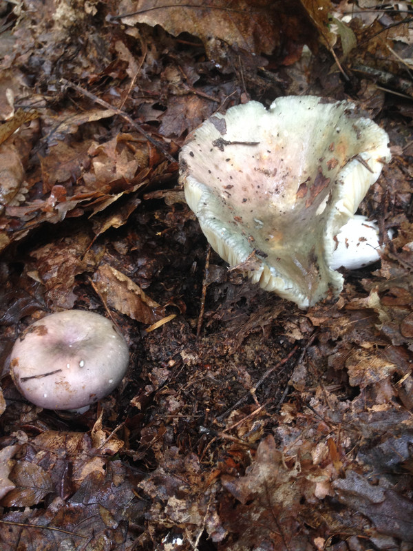 [Слика: IMG-2222.jpg]