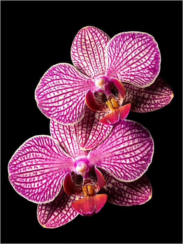 pink-orchids.jpg