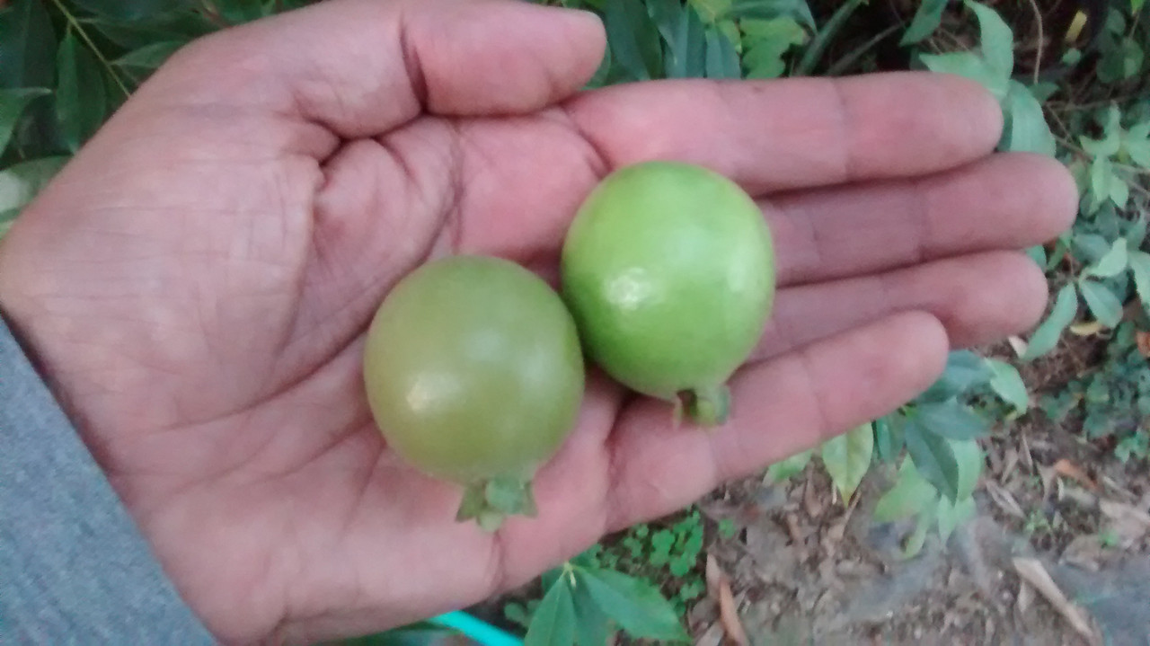 IMG_20151218_180144118