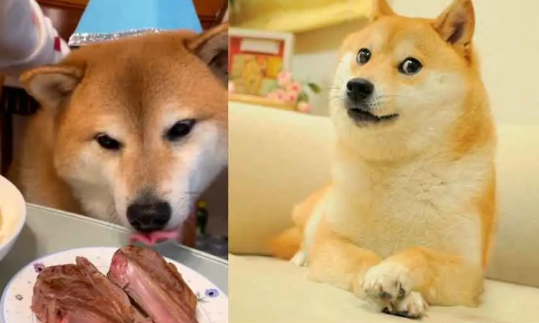 Cheems, el perrito de los memes, es hospitalizado de urgencia