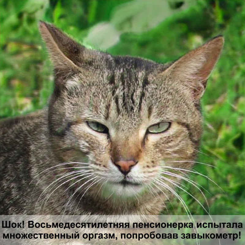 консервы для кошек