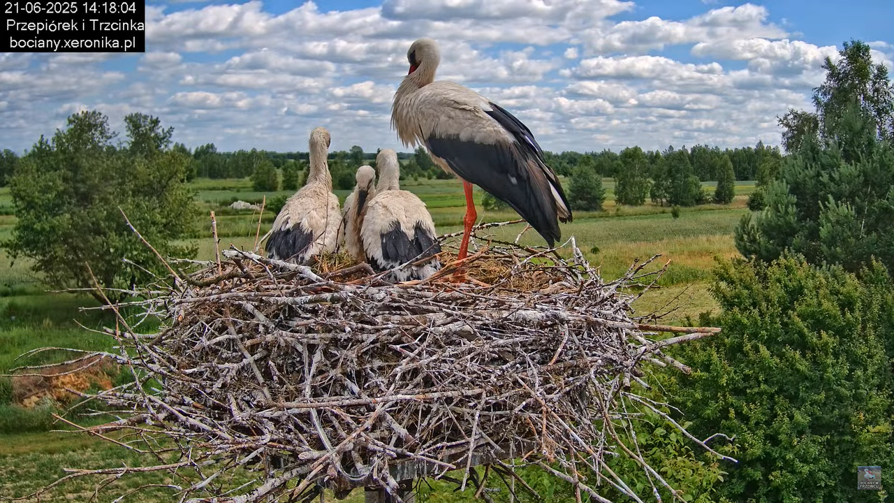 21062025bociany26