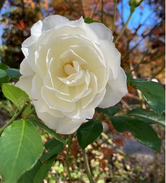 [Image: IMG-5756-Rose.jpg]