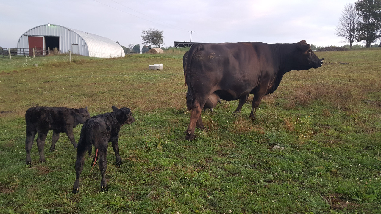 3T - 2019 twin heifers