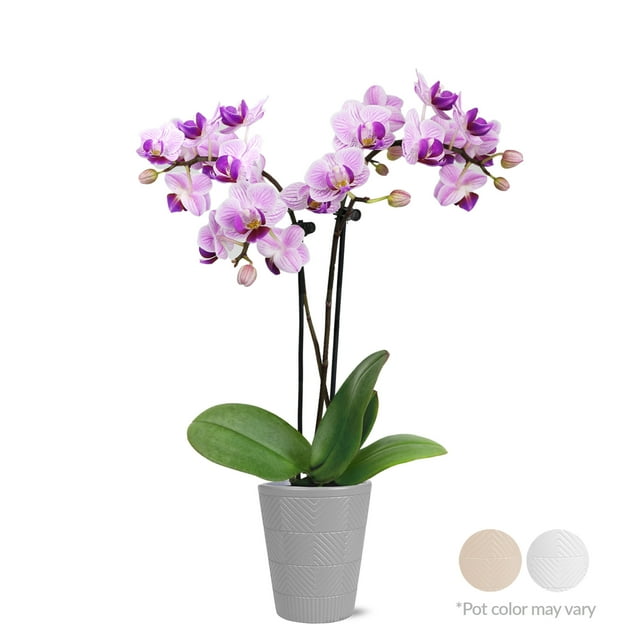 Bring Home the Beauty of Nature with Stunning Live Orchids and Plants Bring Home the Beauty of Nature with Stunning Live Orchids and Plants