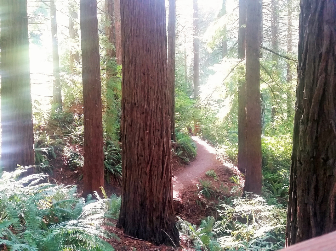 [Image: redwood.jpg]