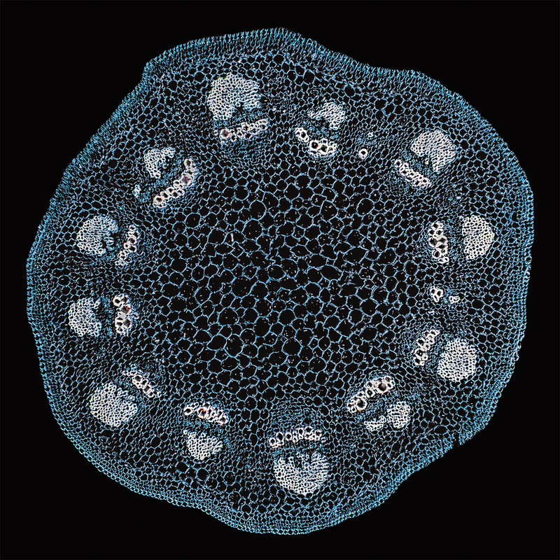 10x DMap TPnd 2048 CA