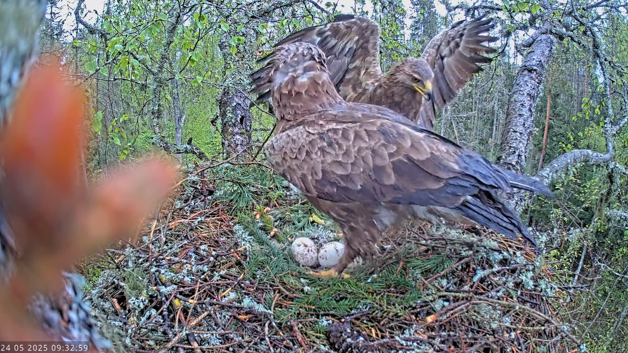 Väike-konnakotkas __ Clanga pomarina __ Lesser Spotted Eagle 10-22-4 screenshot