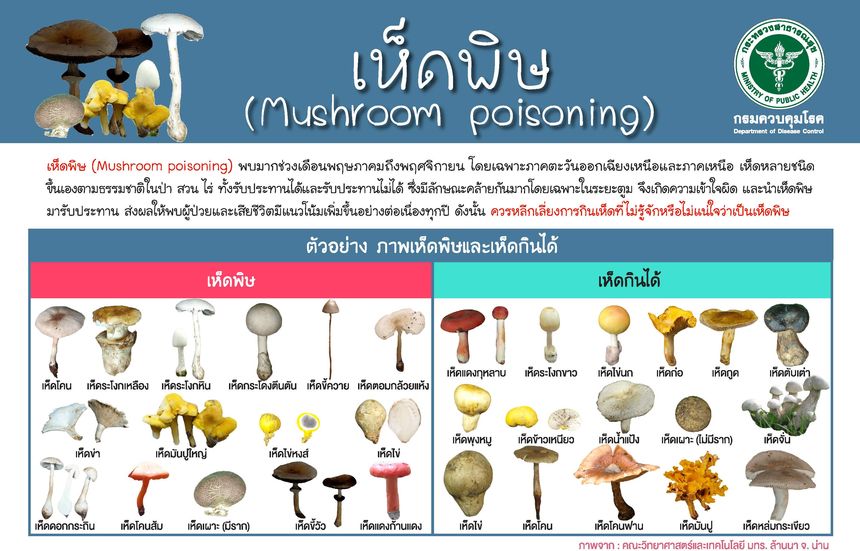 กรมควบคุมโรค เตือนระวังการนำเห็ดป่ามาปรุงอาหาร อาจเป็น ?เห็ดพิษ? เสี่ยงเสียชีวิตได้