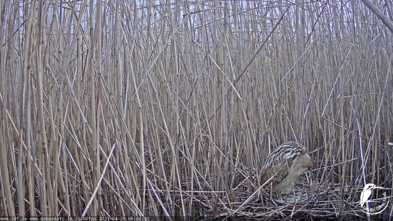 Lielais dumpis (Botaurus stellaris) Engurē - LDF tiešraide 6-42-18 screenshot