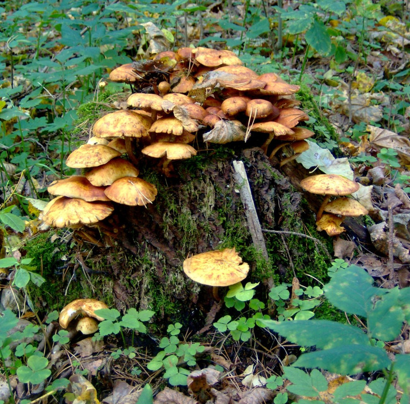 12 Atsiskyrimas nuo pasaulio