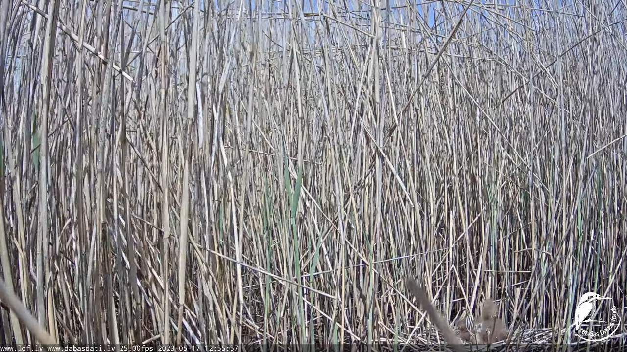 Lielais dumpis (Botaurus stellaris) Engurē - LDF tiešraide 11-50-53 screenshot