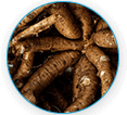 Coleus Forskohlii Root