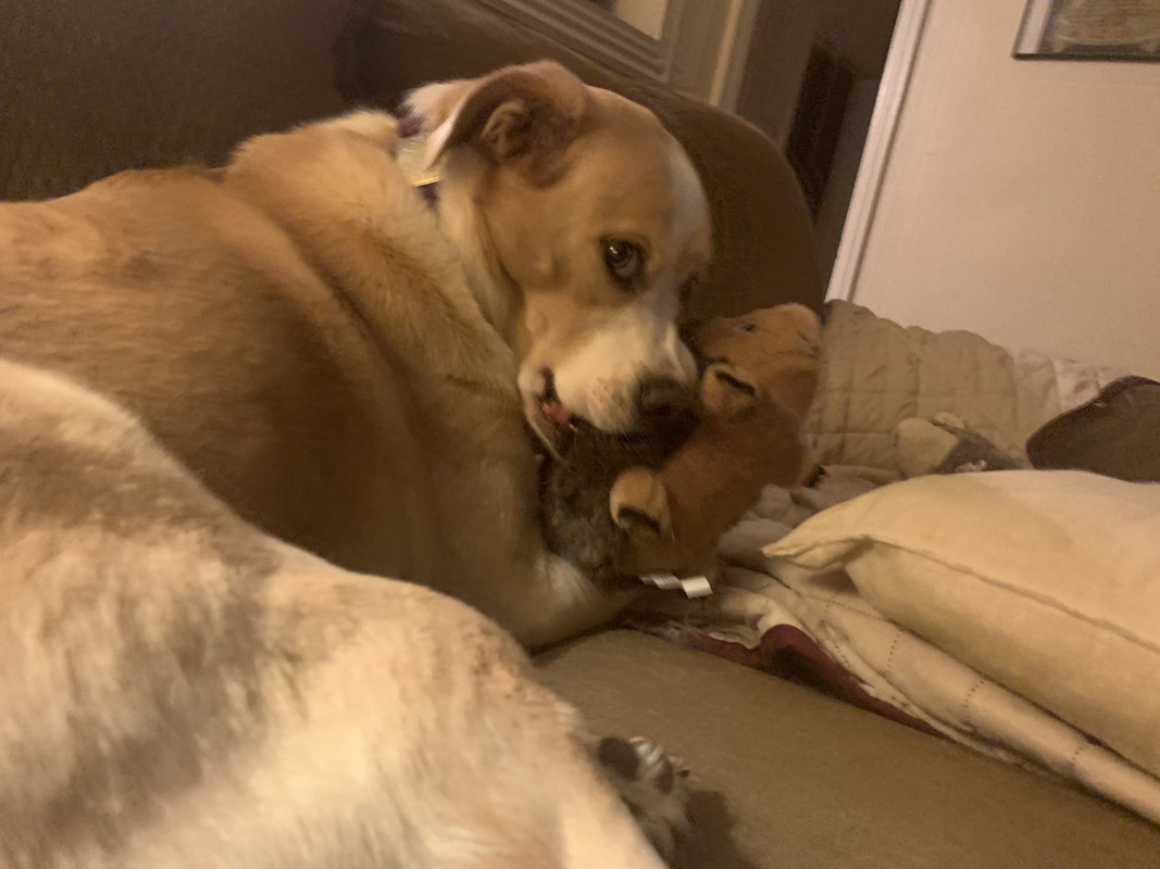 Hazel - Hedgehog Slayer