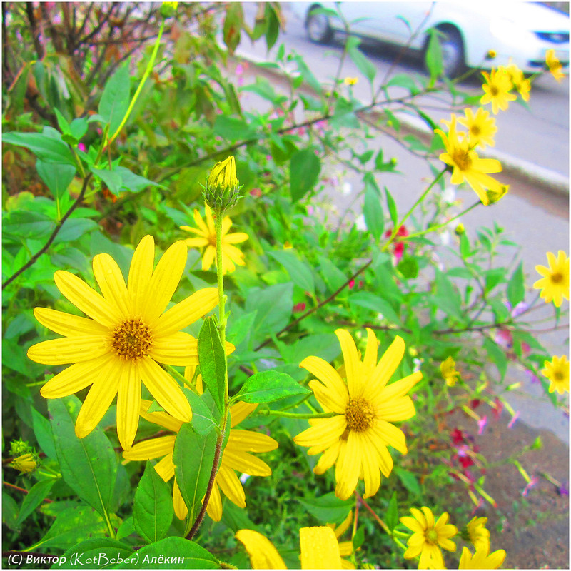 IMG-5228-05-09-2015