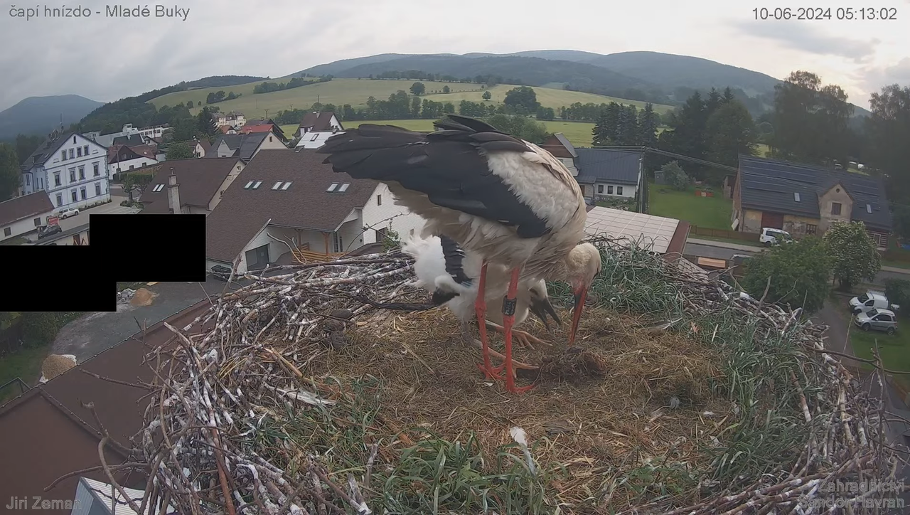 Tiešraides kamera — Mladé Buky — stārķa ligzda 8-55-8 screenshot