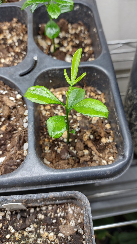 IMG_20240329_202241077_HDR