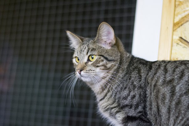 Банджо_19_10_4