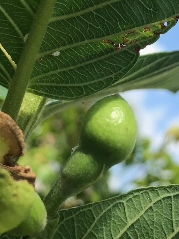 BPGuava52018