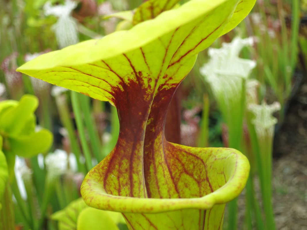 flava 'solid red throat', mid May 2019