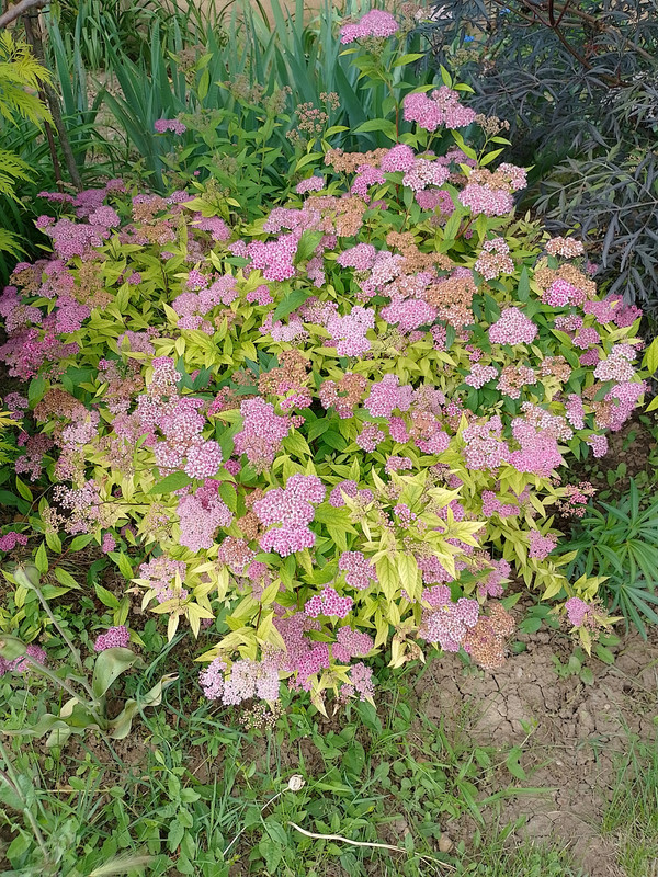 IMG_20230603_170456_HDR
