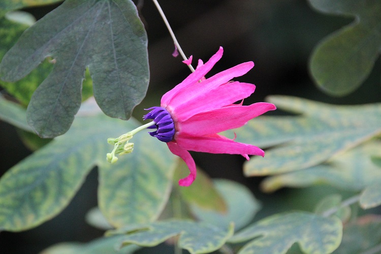 Passiflora edmundoi 1 , Kew , 121018