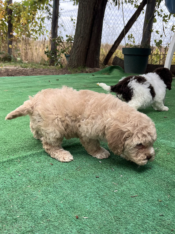 Lagotto Romagnolo female puppy for sale – Ideal Dale Enigma – 48 days old – photo 1