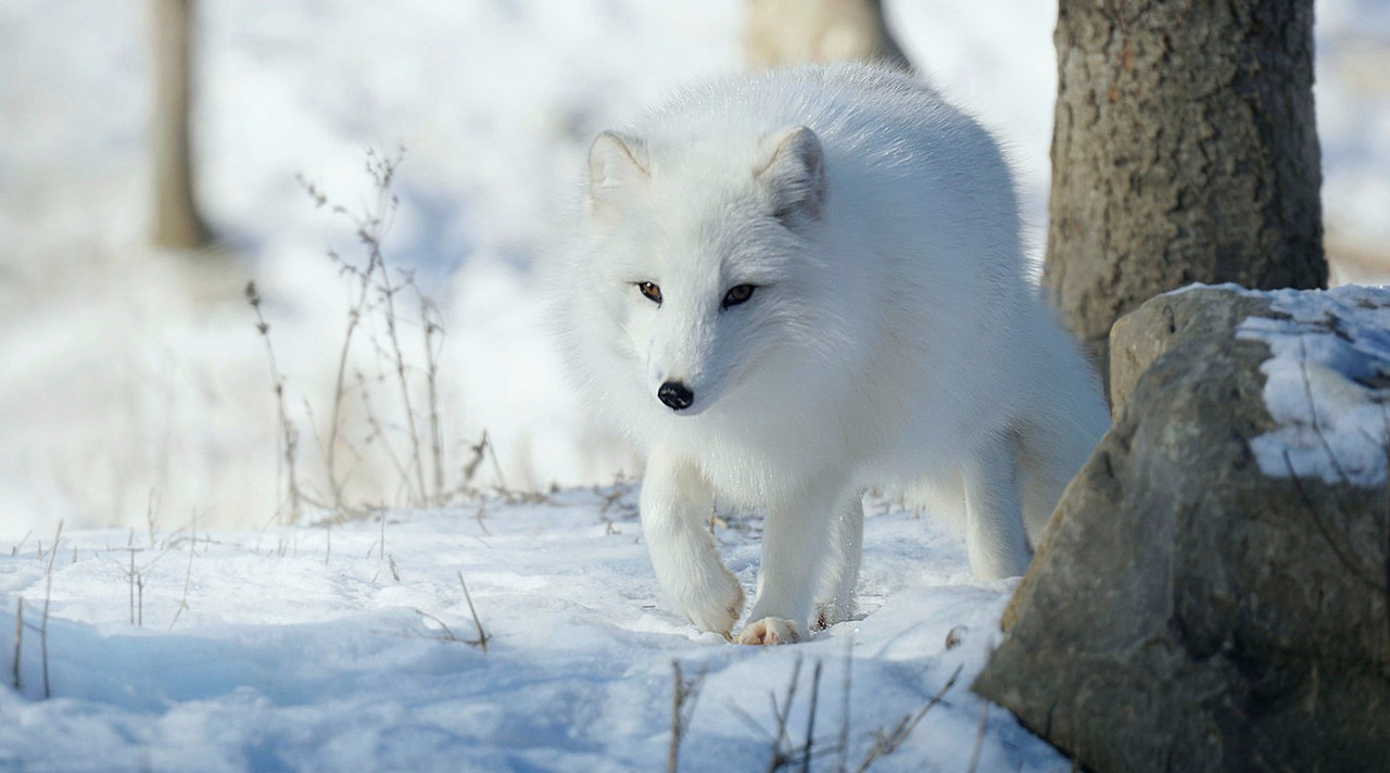 white-arctic-fox.jpg