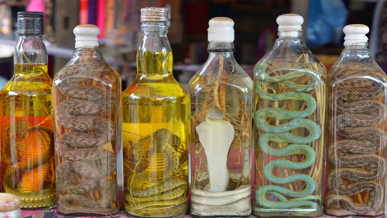 Snake Wine: Menyelami Kuliner Ekstrem yang Menggugah Selera dan Keberanian
