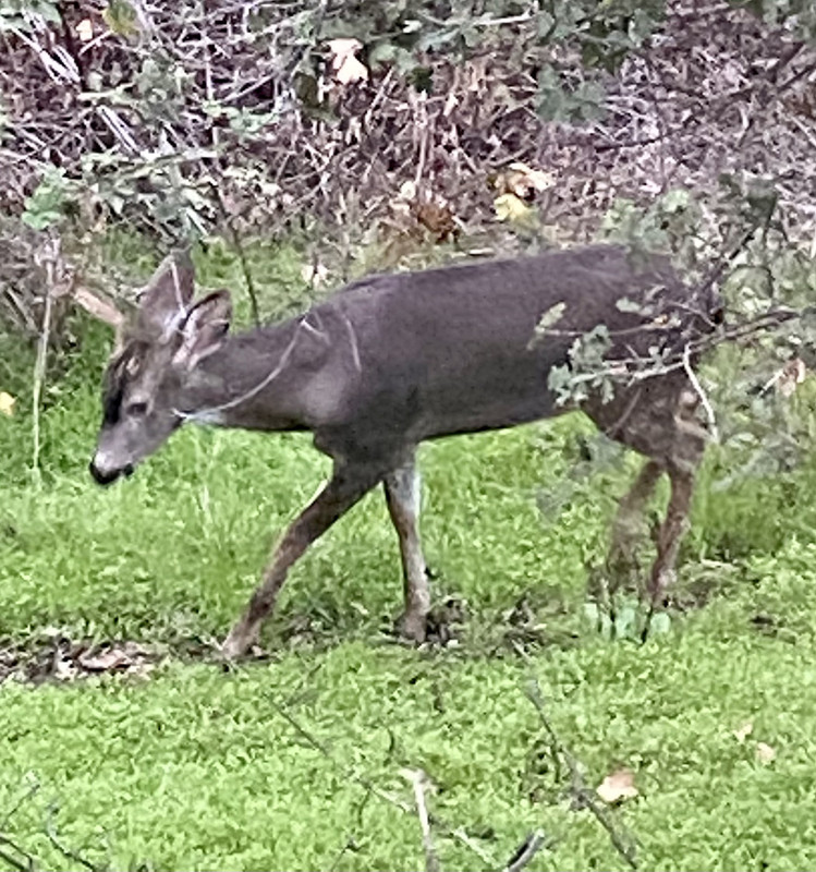 D25FB3BA-B9BD-467E-B49B-0ACBD4F418DE_1_201_a