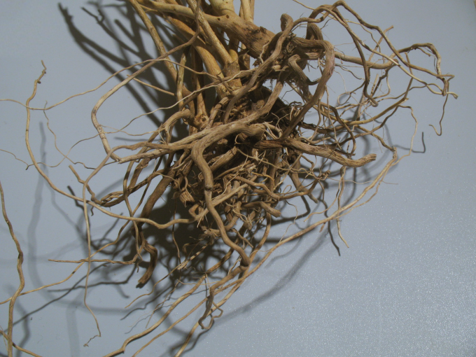 culture Ashwagandha Ashwagandha-racine