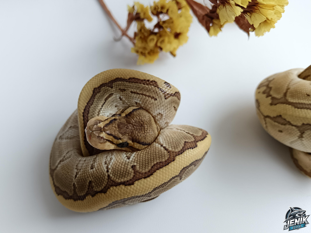 IMG_20250720_174220а