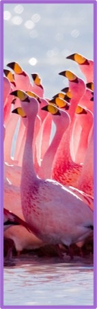 Flamingo-L.jpg