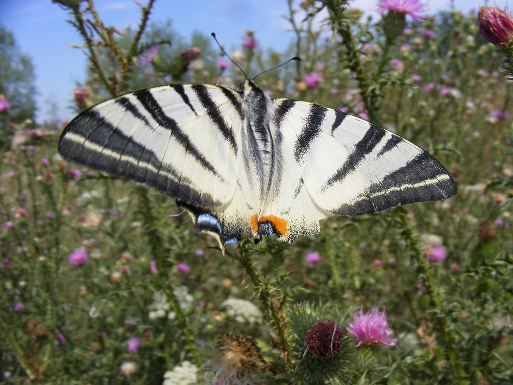 black-white-butterfly.jpg